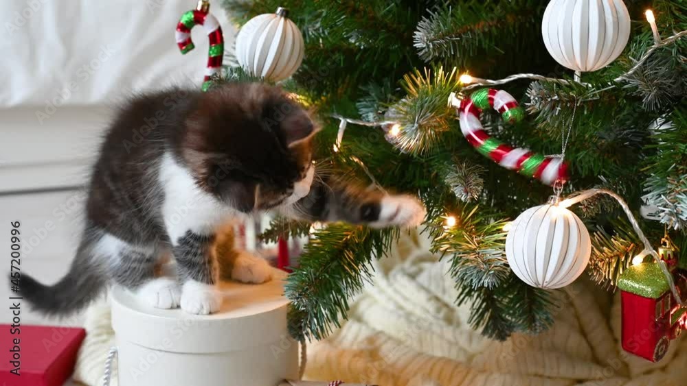 little cute funny kitten cat playing on armchair with christmas decorations at home. High quality 4k footage