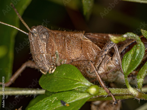 Adult Short-horned Grasshopper photo