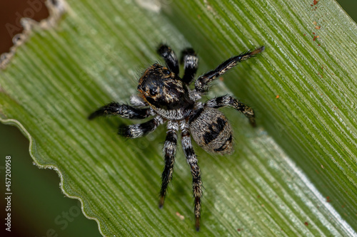 Adult jumping spider photo