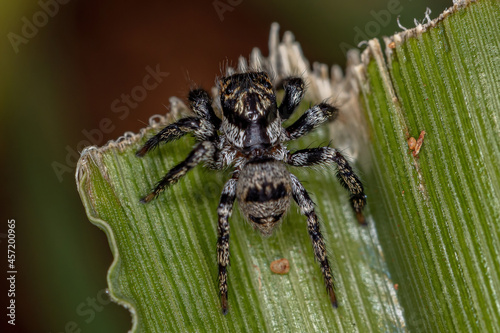 Adult jumping spider photo