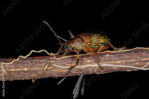 Adult Leaf Beetle photo