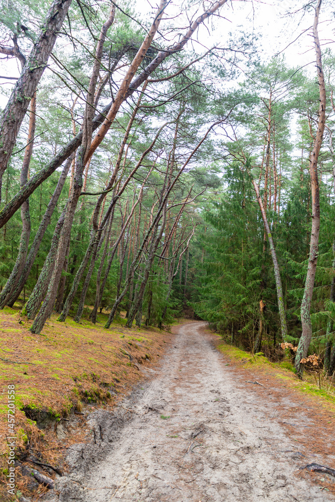 Pine forest on the Curonian spit, Kaliningrad region. Russia Pine forest on the Curonian spit, Kaliningrad region. Russia