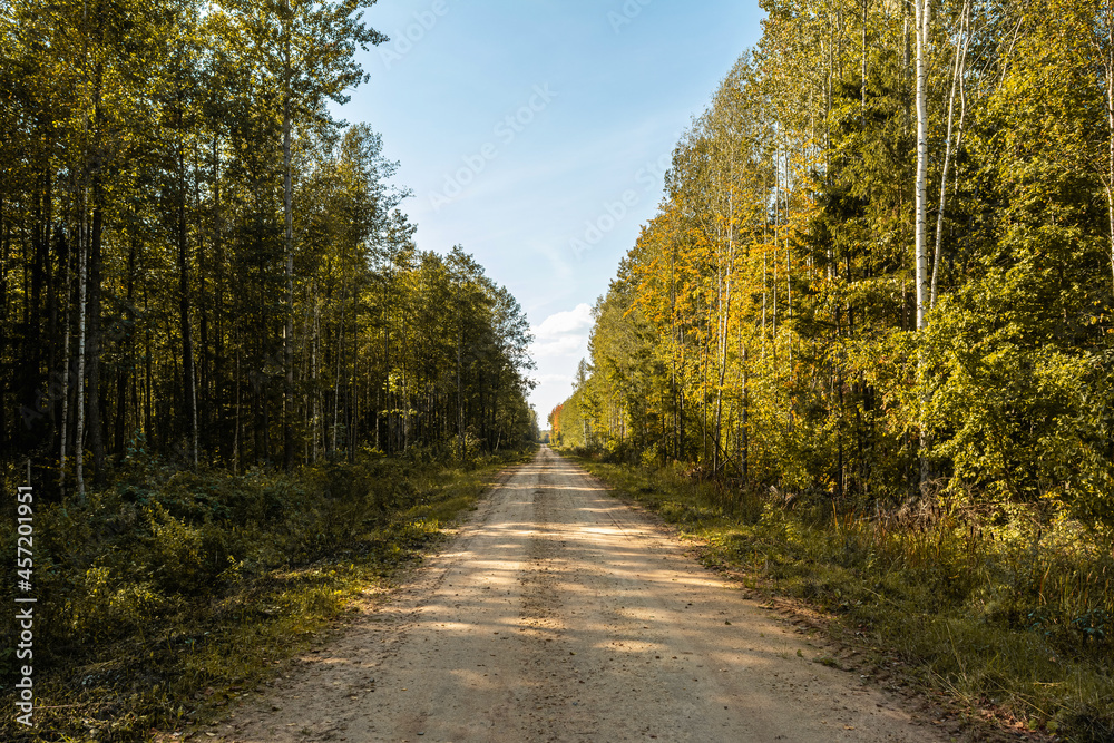 Naklejka premium Rural sandy road in the autumn forest. The trees on the roadside are illuminated by bright sunlight. The shady side of the forest.