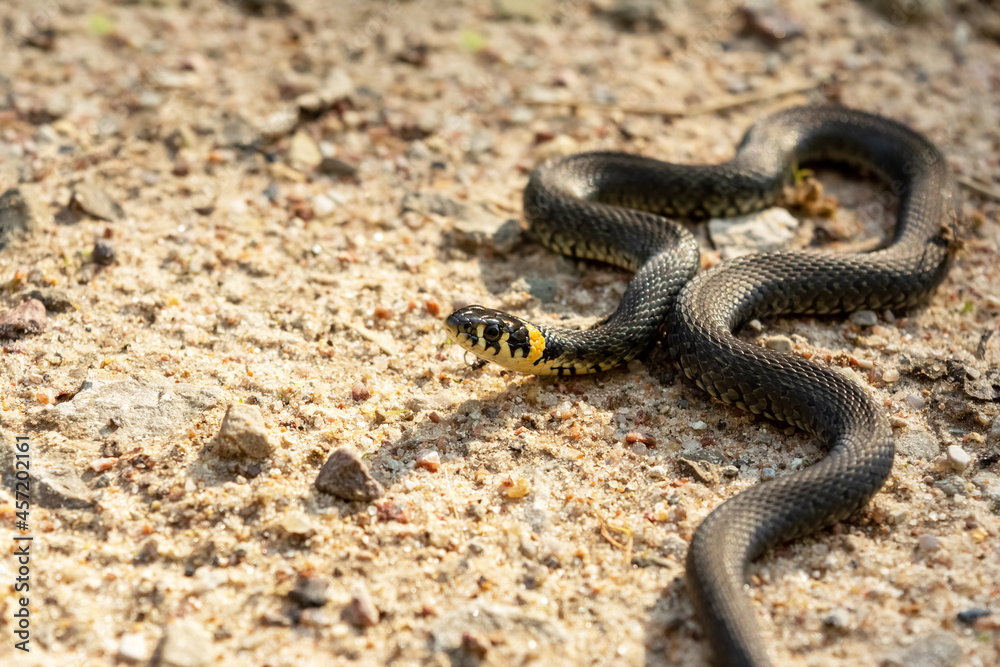 Grass snake in the sand. Wildlife reptile close up Grass snake in the sand. Wildlife reptile close up