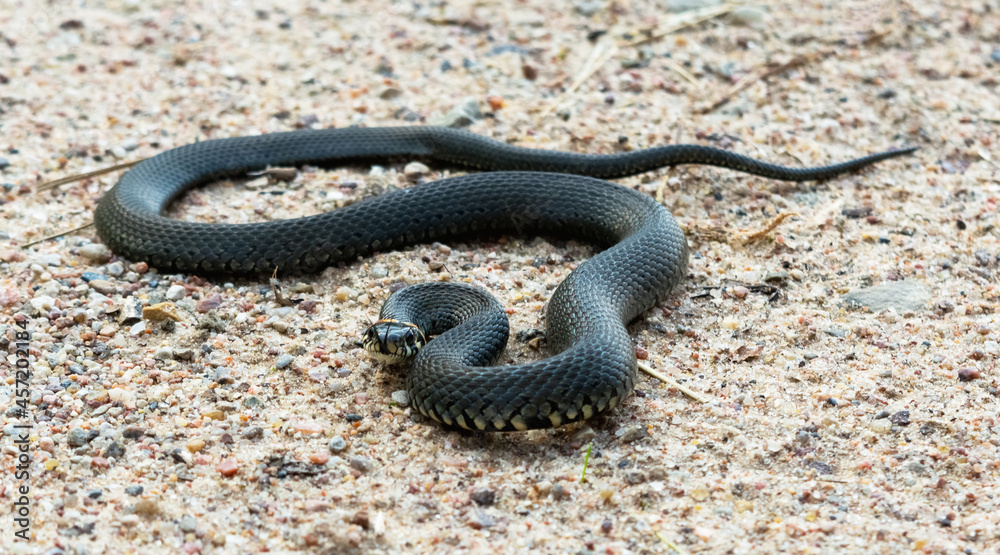 Obraz premium Grass snake in the sand in an attacking position. Wildlife reptile close up