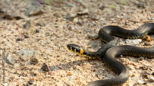 Grass snake in the sand with a sinuous body. Wildlife reptile close up