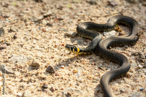Grass snake in the sand. Wildlife reptile close up