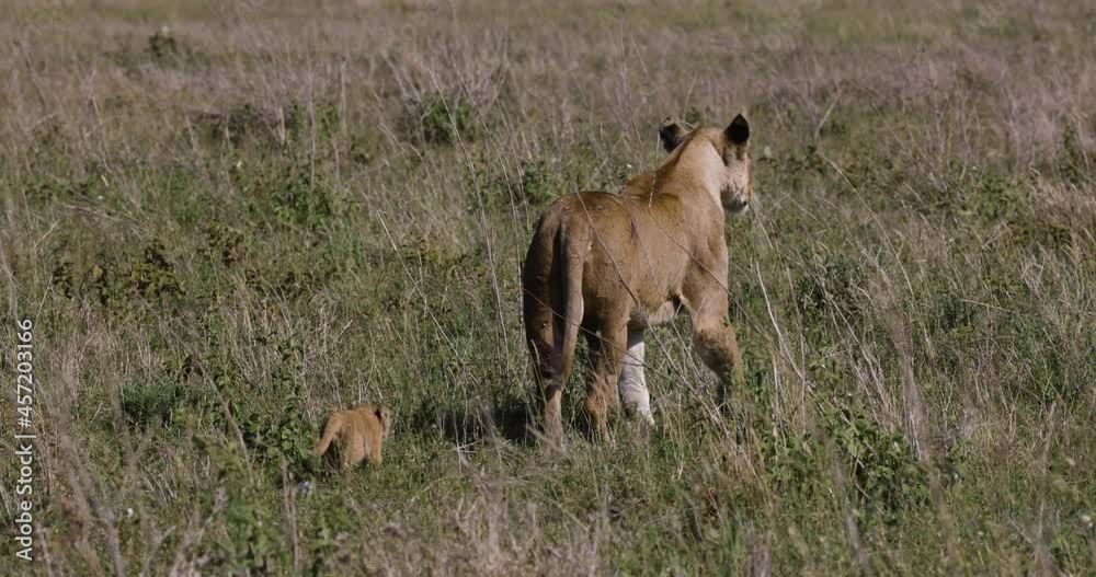 Close-up slow motion lioness walking with a very cute young cub following her in African savannah grasslands Close-up slow motion lioness walking with a very cute young cub following her in African savannah grasslands
