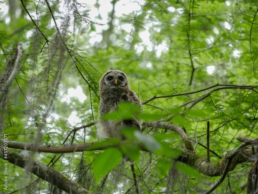 Obraz premium horned owl