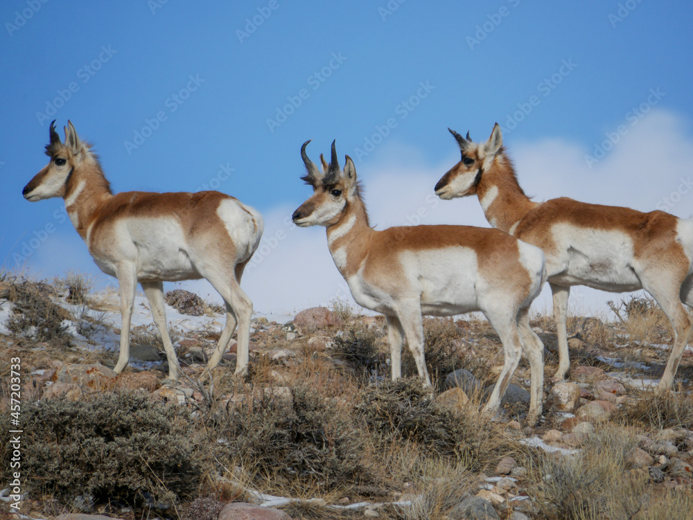 antelope in the wild antelope in the wild