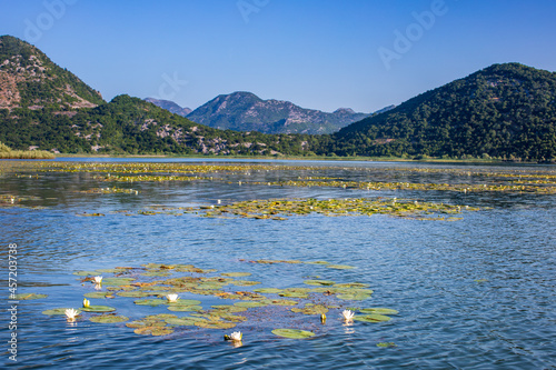 Jezioro Szkoderskie, Czarnogóra