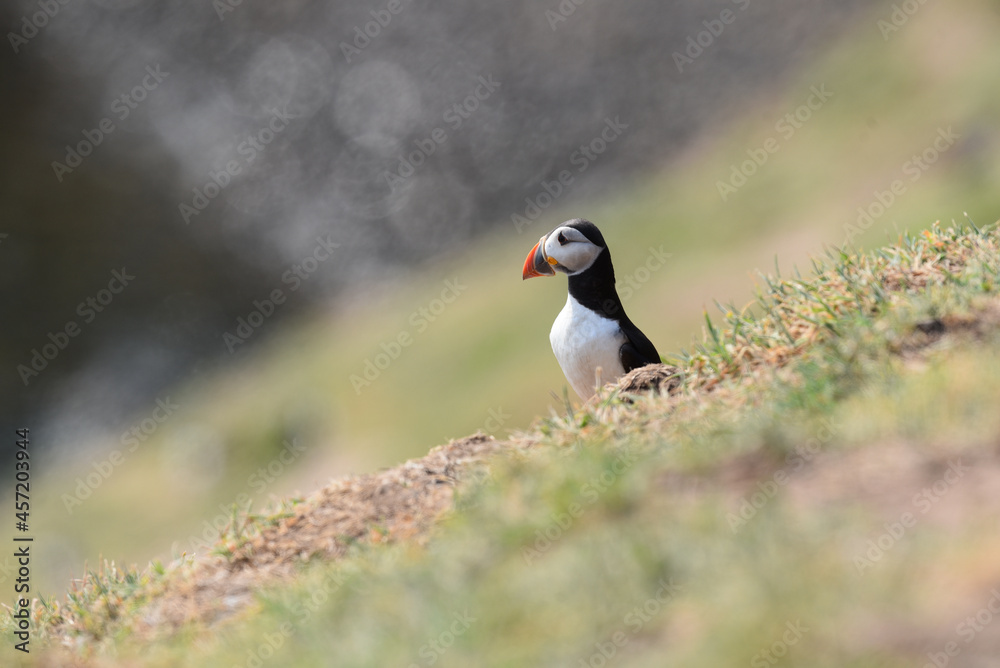 Fototapeta premium Puffins on Skomer Island, Pembrokeshire