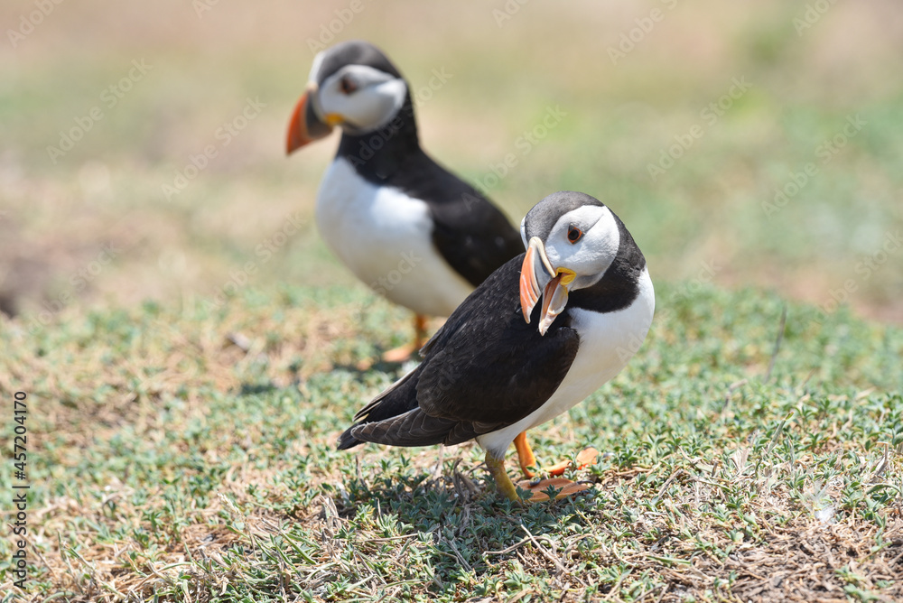 Naklejka premium Puffins on Skomer Island, Pembrokeshire