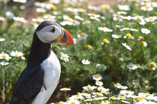 Puffins on Skomer Island, Pembrokeshire