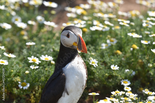 Puffins on Skomer Island, Pembrokeshire