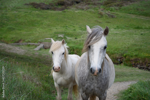 Wild horses in Pembrokeshire.