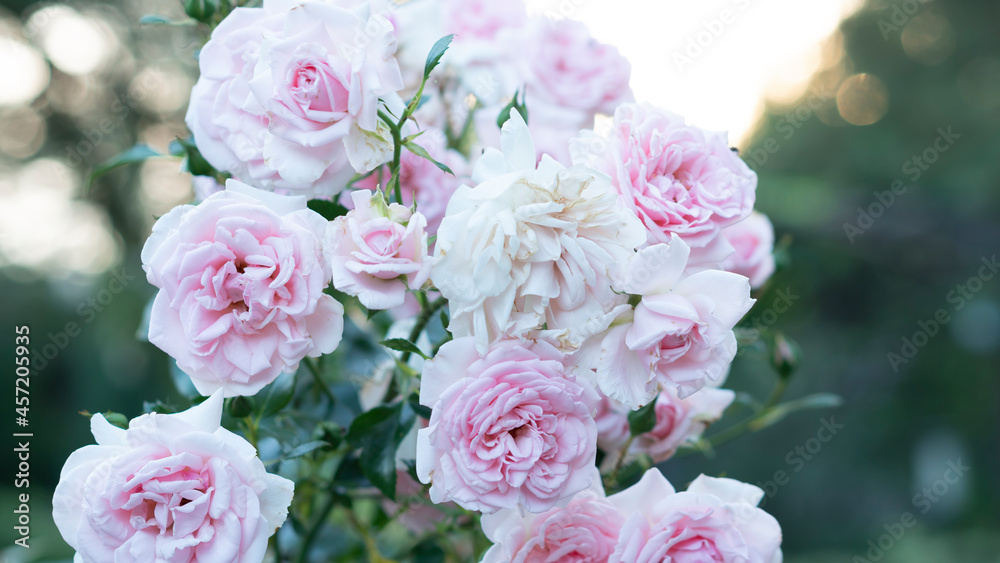 Beautiful pink roses in the garden on blurred background. Selective focus.