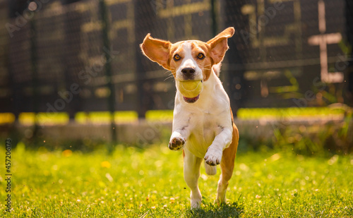 Beagle dog fun in backyard, outdoors run with ball towards camera. Agile dog training