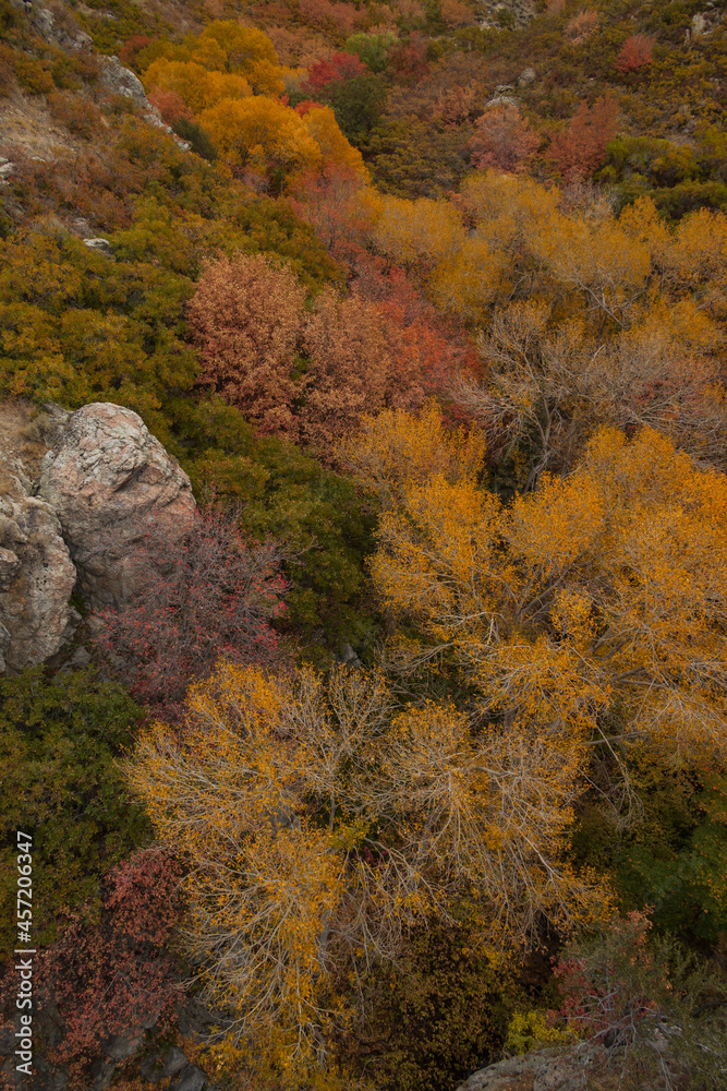 Fall foliage at Bear Canyon hiking trail, Utah Fall foliage at Bear Canyon hiking trail, Utah