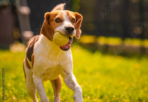 Beagle dog fun in backyard, outdoors run with ball towards camera. Agile dog training