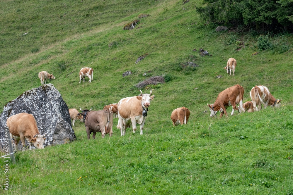 Beautiful swiss cows. Alpine meadows. farm.  