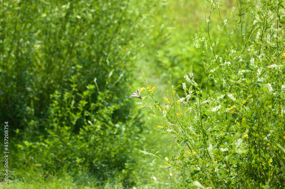 Green nature with butterfly and full of light landscape view of Green nature with butterfly and full of light landscape view of