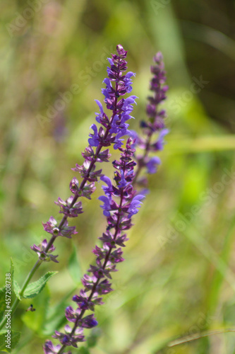 Purple loosestrife inflorescence closeup view with blurred green background