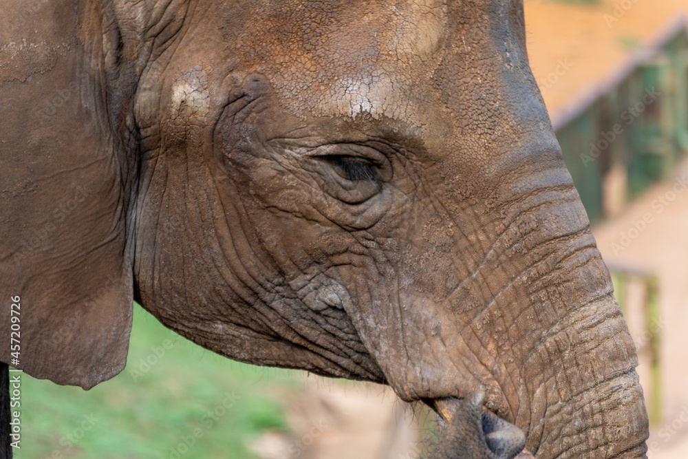 Fototapeta premium Vida salvaje