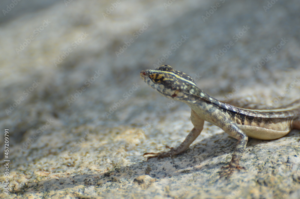 Fototapeta premium Lagartixa