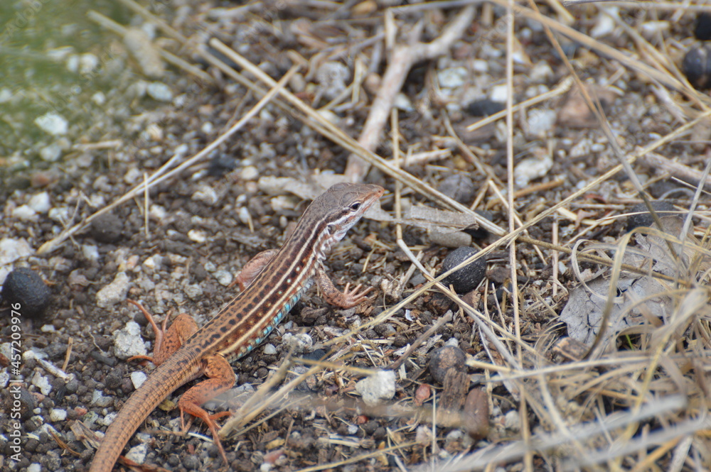 Lagarto Colorido Lagarto Colorido