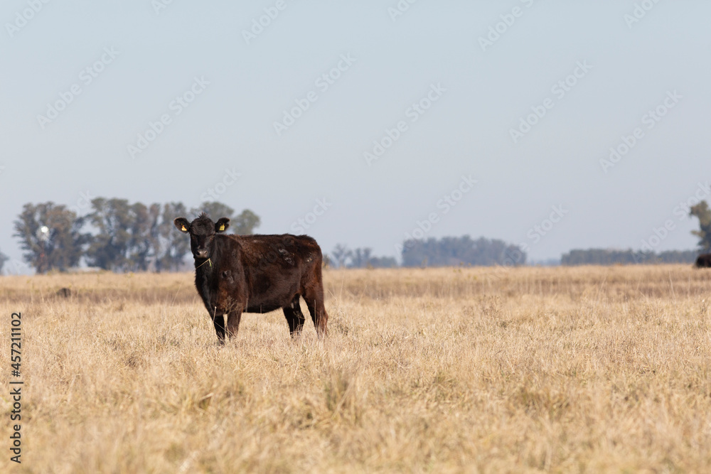 angus in the pampas field