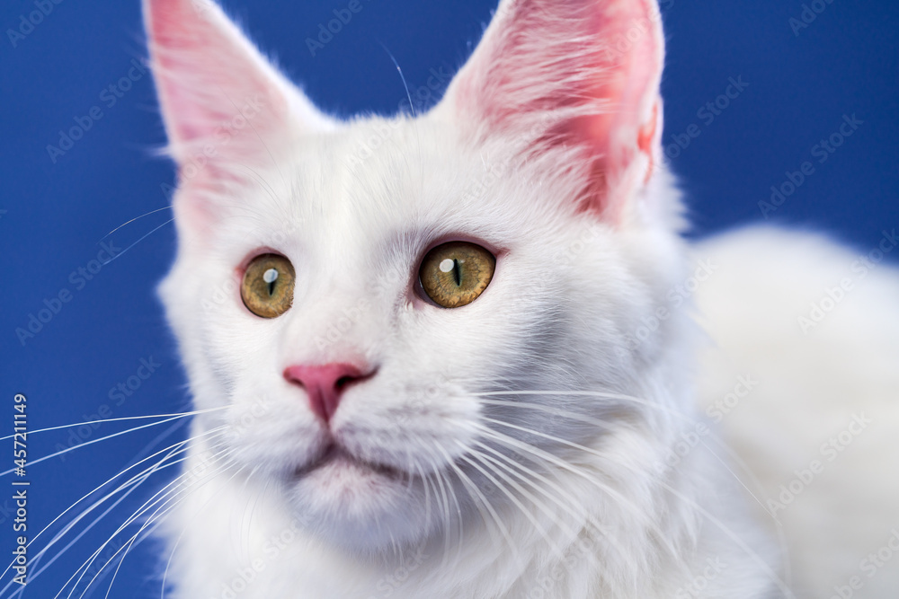 Close-up portrait of longhair American Forest Cat. White color female Maine Coon on blue background.