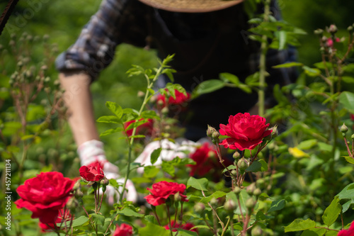 Gardener takes care of red roses.