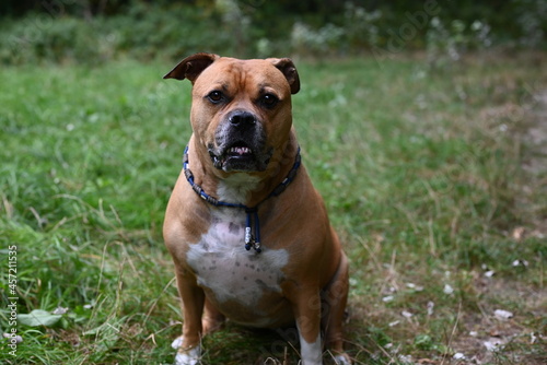 Brown stafford dog looking in the camera in a park