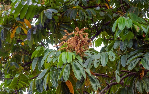 Flowers of  Matoa fruit (Pometia pinnata), native fruit from Papua, Indonesia photo