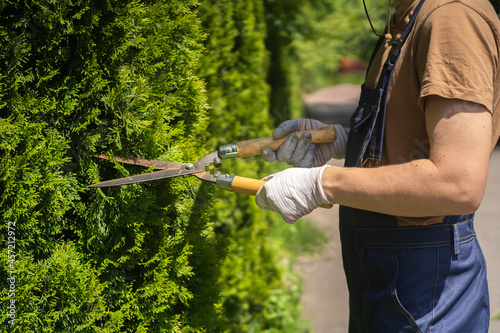 A professional gardener is cutting a thuja tree for a better shape