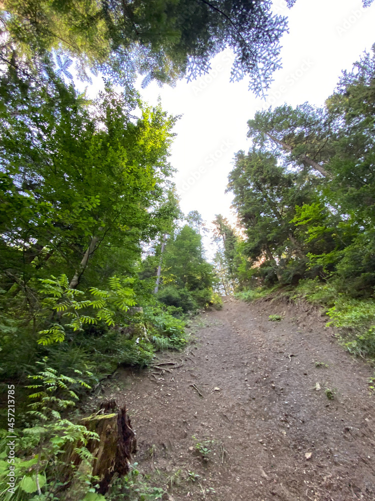 Summer forest in the mountains.