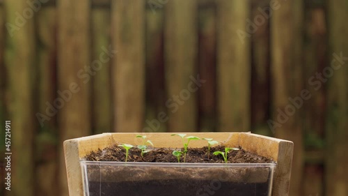 Growing Radishes plants in timelapse