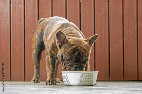 french bulldog dog eating or drinking water in a pet bowl outside on a wooden background