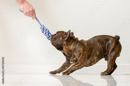 french bulldog dog pulling and playing with a toy that a person's hand is holding
