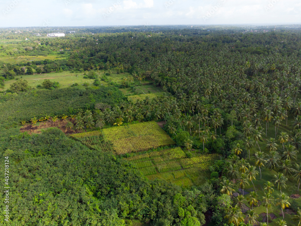 Obraz premium Farm land in the middle of the jungle