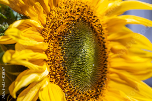 stamens of sunflower flower close up