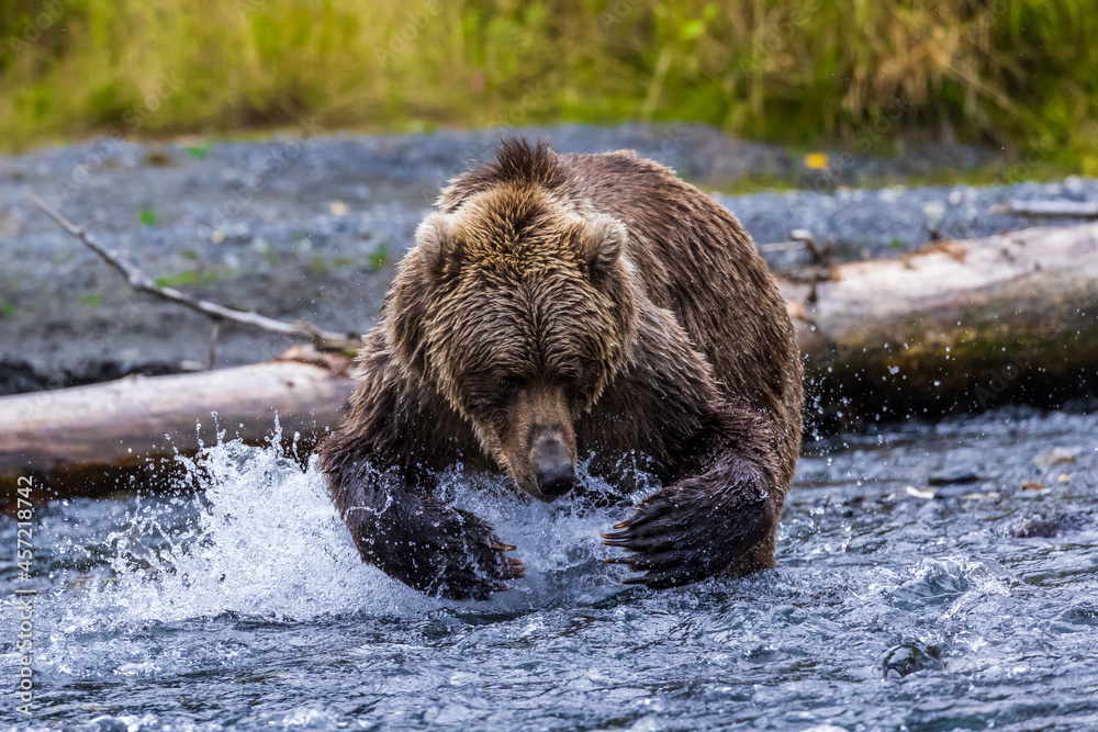 Dramatic closeup of ferocious, charging, wild brown bear lunging for salmon while fishing n wilderness stream on Kodiak island, Alaska Dramatic closeup of ferocious, charging, wild brown bear lunging for salmon while fishing n wilderness stream on Kodiak island, Alaska