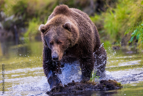 Dramatic closeup of charging wild brown bear lunging for salmon while fishing n wilderness stream on Kodiak island, Alaska