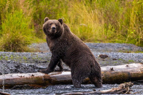 Giant, wild brown bear standing in majestic pose on driftwood log on gravel stream bank with tall, yellow grass in the background in wilderness on Kodiak island, Alaska