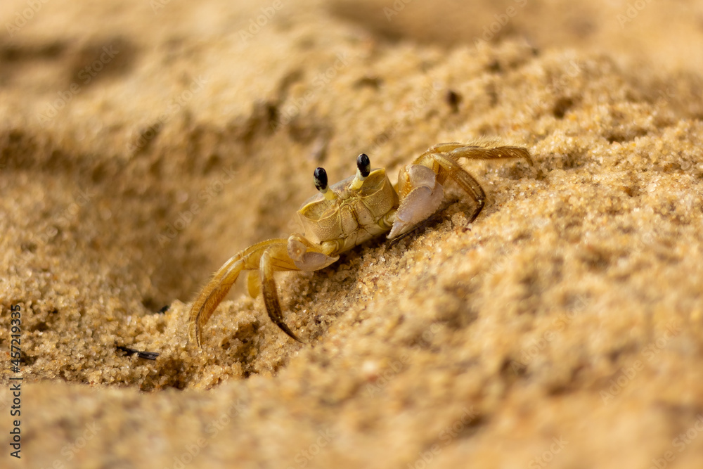 Caranguejo em seu habitat natural