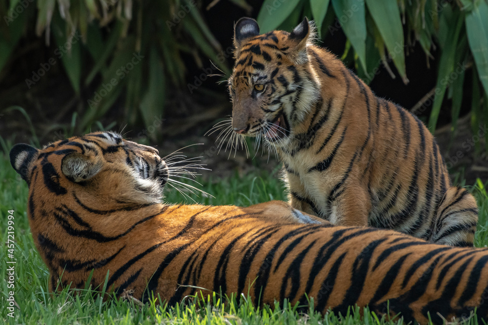 tiger in the zoo tiger in the zoo