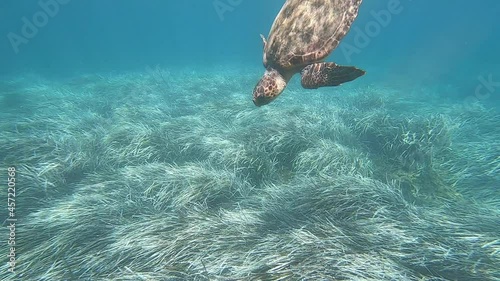 nurkowanie z żółwiem morskim photo