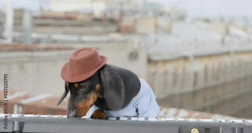 Joyful dachshund dog in t-shirt and hat plays contemporary synthesizer keyboard performing on building roof AT music concert closeup