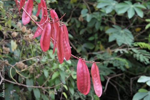 Photo of Tara spinosa plant